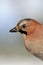 Eurasian Jay portrait in winter