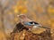 Eurasian jay with a prey 2.