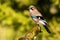 Eurasian jay resting on moss branch in summer sunlight