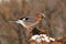 Eurasian jay on a rotten stump