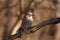 Eurasian jay sits on a branch with flaky bark and lichen on the