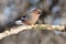 Eurasian jay sits on a branch one can see every feather and sun reflect in eye.