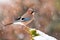 Eurasian jay sitting on moss branch during snowing