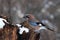 Eurasian jay on a snowy log