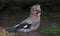 Eurasian jay washes itself and soaked in water pond