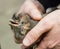 Eurasian jays bird on human hands. Garrulus glandarius young bird