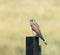 Eurasian Kestrel