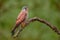 Eurasian Kestrel - Falco tinnunculus