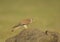 Eurasian Kestrel With A Grasshopper Kill