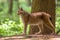 Eurasian Lynx