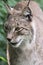 The Eurasian lynx, also called northern lynx