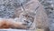 Eurasian Lynx with baby