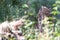 Eurasian Lynx behind a bush, licking his paws, looking at the camera