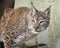 Eurasian Lynx in captivity