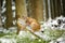 Eurasian lynx cub lying on tree trunk in winter colorful forest