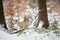 Eurasian lynx cub standing in winter colorful forest with snow