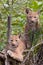 Eurasian lynx cubs