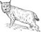 Eurasian lynx drawing