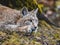 Eurasian Lynx in Germany