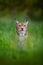 Eurasian lynx hidden in the green grass in Czech forest. Beautiful big wild cat in the nature forest habitat. Wildlife scene from