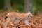 Eurasian Lynx hunting in orange forest. Wild cat Lynx in the nature forest habitat. Wild cat Eurasian Lynx in orange autumn leave