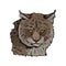 Eurasian lynx isolated vector illustration. Vector hand drawn wild animal sketch icon. Color drawing of medium-sized wild cat