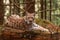 Eurasian lynx laying on fallen tree in autumn forest with blurred background.