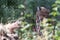 Eurasian Lynx licking his paws, eyes closed, behind a bush,