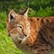 Eurasian Lynx Looking Over Shoulder