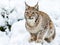 Eurasian Lynx, Lynx lynnx, sitting in the snow