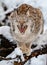 Eurasian Lynx, Lynx lynnx, in the snow, yawning