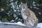 Eurasian lynx (Lynx lynx).