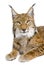 Eurasian Lynx - Lynx lynx (5 years old)