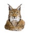 Eurasian Lynx - Lynx lynx (5 years old)