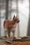 The Eurasian lynx Lynx lynx, also known as the European or Siberian lynx in autumn colors in the pine forest