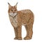 Eurasian lynx or Lynx lynx. Big wild cats. Animals of Europe, Asia and America.