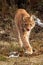 The Eurasian lynx Lynx lynx going against a photographer in the early spring with tongue