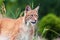 The Eurasian lynx Lynx lynx, portrait. Eurasian lynx portrait. Cat portrait insite the greenery