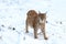 Eurasian lynx, Lynx lynx, standing in snowy forest. Beast of prey in winter season. Wild bobcat in nature. Wildlife scene