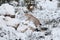 Eurasian Lynx Lynx lynx walking quietly in snow