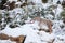 Eurasian Lynx Lynx lynx walking quietly in snow