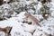 Eurasian Lynx Lynx lynx walking quietly in snow