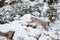 Eurasian Lynx Lynx lynx walking quietly in snow