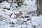 Eurasian Lynx Lynx lynx walking quietly in snow