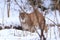 Eurasian lynx, Lynx lynx, walking in snowy forest. Beast of prey in winter season. Big cat hidden behind trees. Wildlife scene