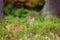 The Eurasian lynx Lynx lynx a young lynx hides in the grass and peeks over her, autumn forest background. Young lynx playing in