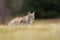 The Eurasian lynx Lynx lynx a young lynx on a meadow. Autumn scene with big european cat. Portrait of a relaxed animal.