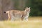 The Eurasian lynx Lynx lynx a young lynx on a meadow. Autumn scene with big european cat. Portrait of a relaxed animal.