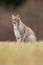 The Eurasian lynx Lynx lynx a young lynx on a meadow. Autumn scene with big european cat. Portrait of a relaxed animal.