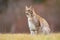 The Eurasian lynx Lynx lynx a young lynx on a meadow. Autumn scene with big european cat. Portrait of a relaxed animal.